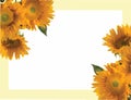 Sunflower, Helianthus annuus, invitation